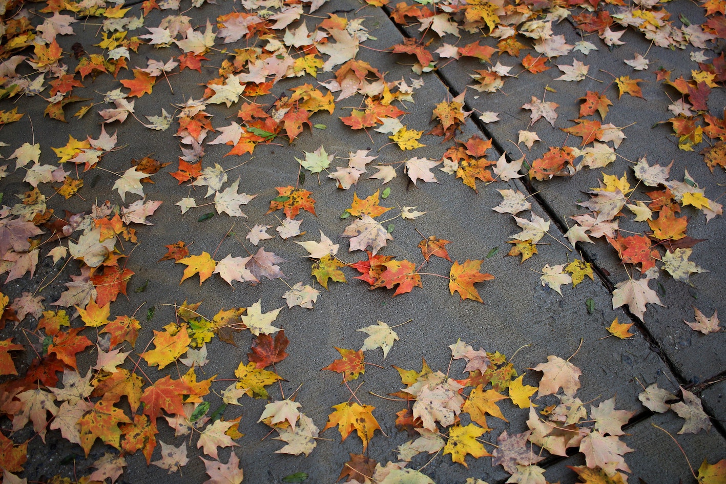 YogaPebbles autumn leaves